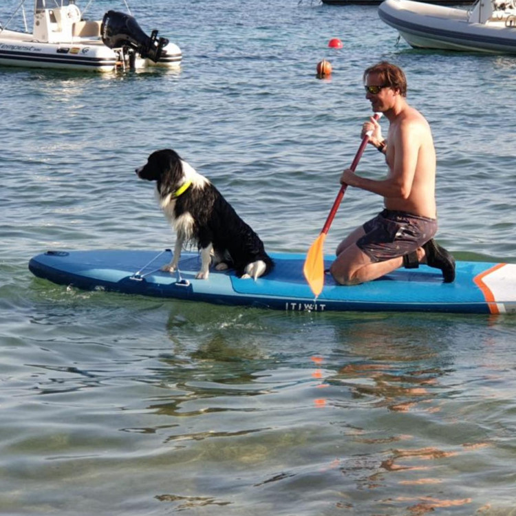 border collie negro y blanco