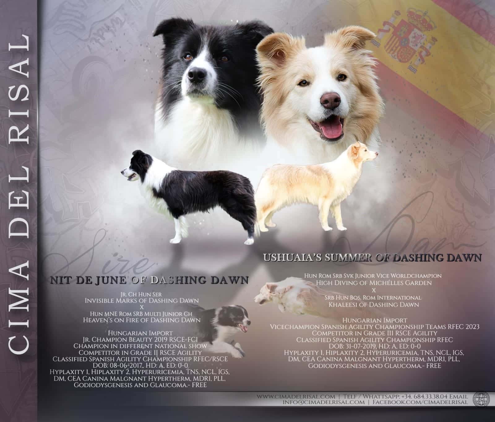 border collie camada de cachorros en valencia