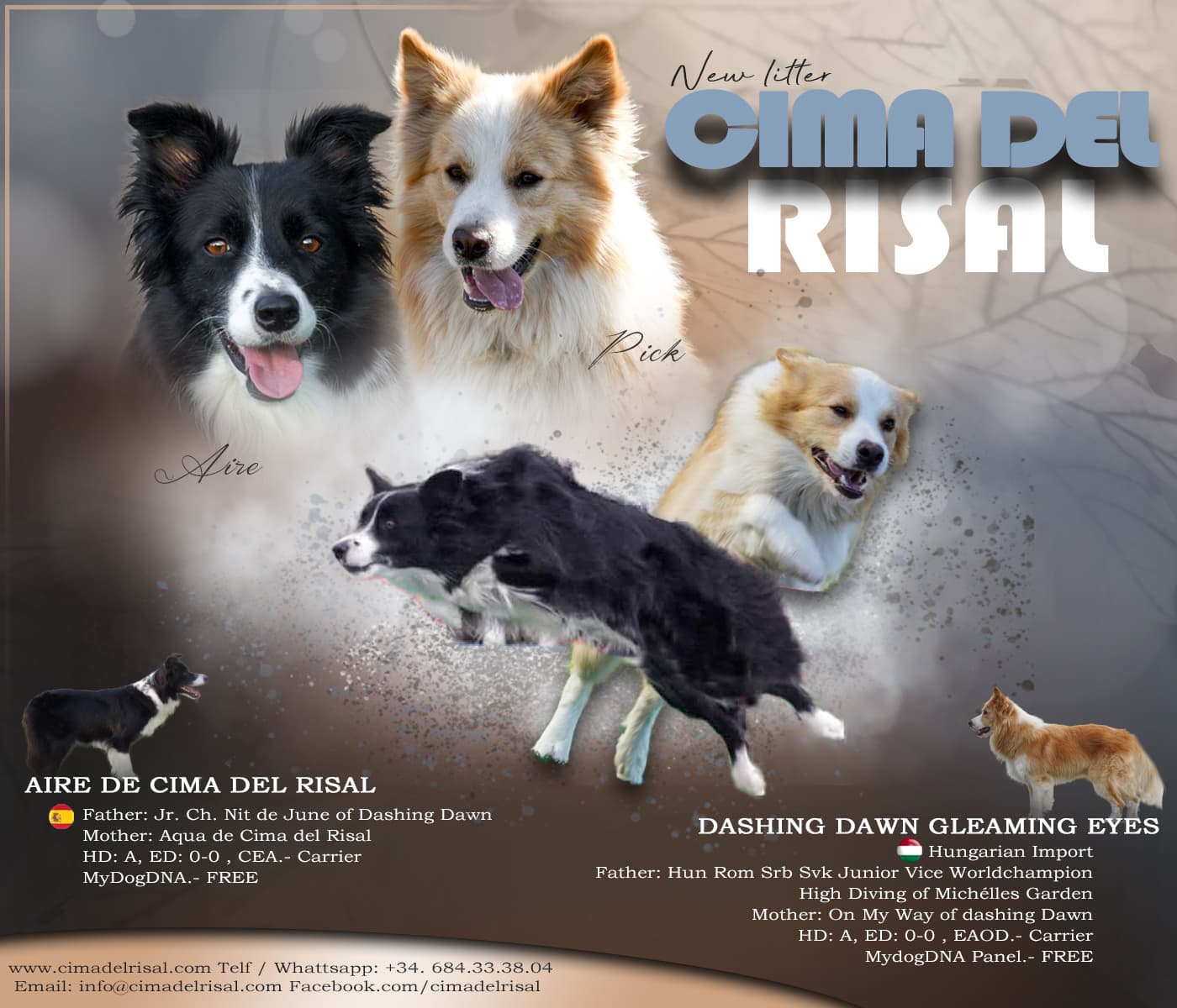 border collie camada de cachorros en valencia