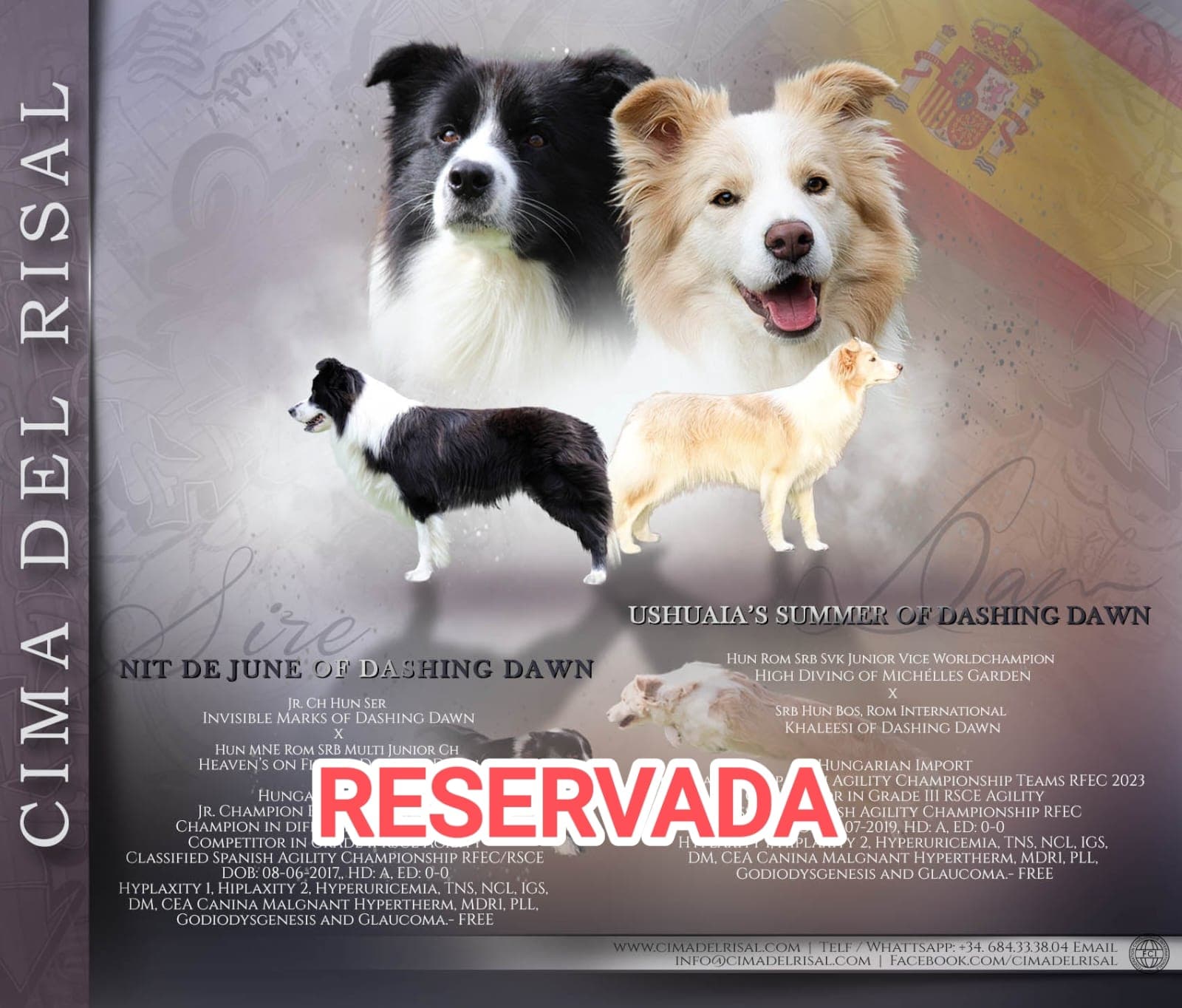 border collie camada de cachorros en valencia
